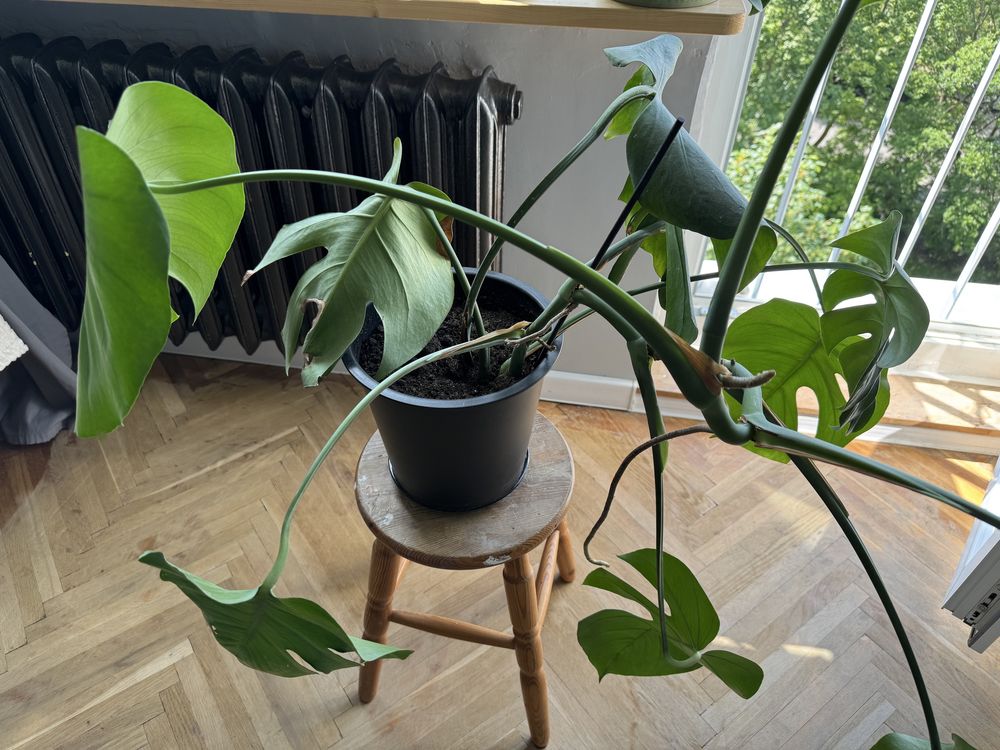 Roślina Monstera