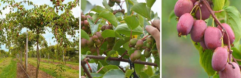 Kiwi, minikiwi actinidia kilka odmian sadzonki