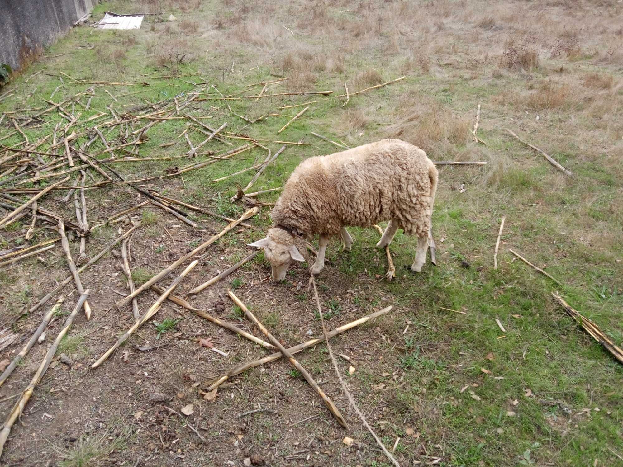 Vendo borrega e cabra