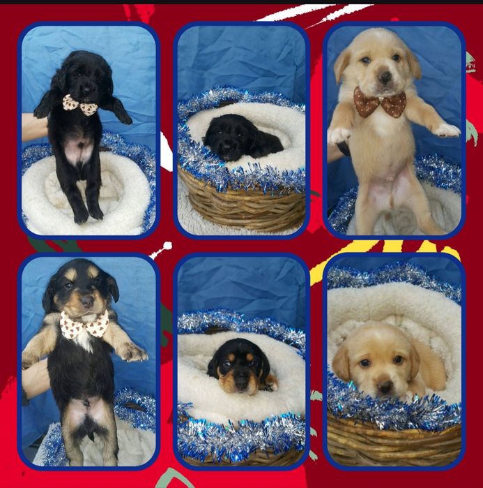 Отдам щенков метис спаниеля в хорошие руки