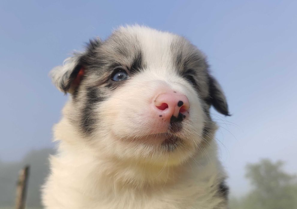 Pies blue merle BORDER COLLIE z Hodowli - Rasowy z pełną dok.