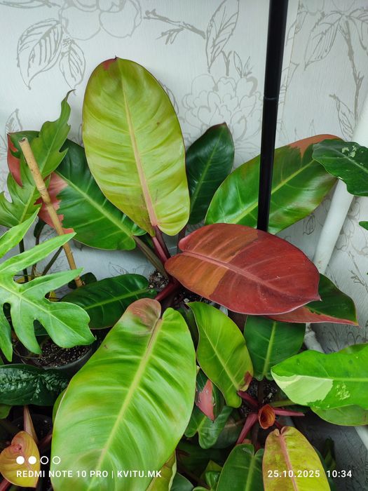 Філодендрон Карло і  принц гелексі марбл