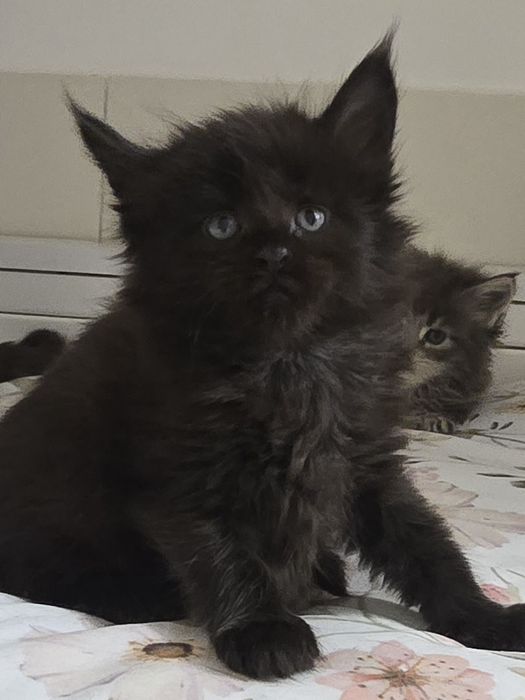 Czarna kotka Maine Coon