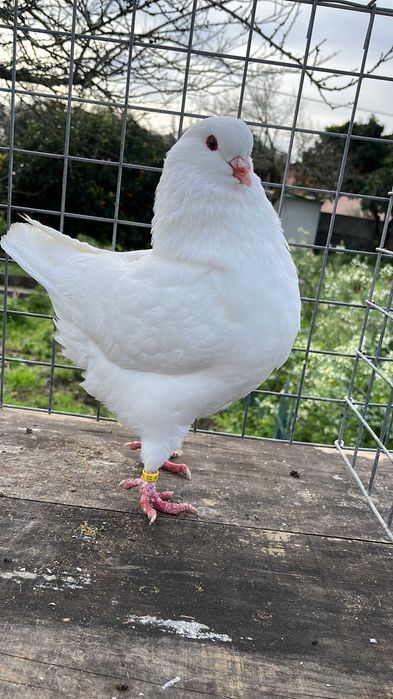 VENDO pombos de pura raça