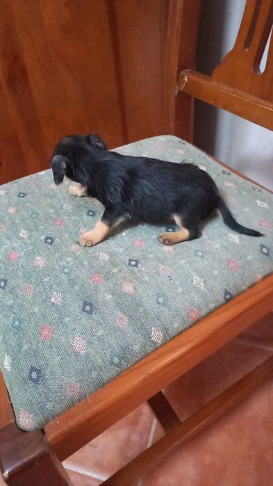 Pinscher x Yorkshire