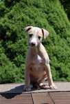 Whippet piesek hodowla Duovarius FCI