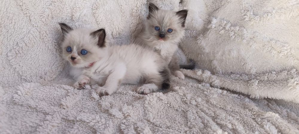 Ragdoll piękna dziewczynka