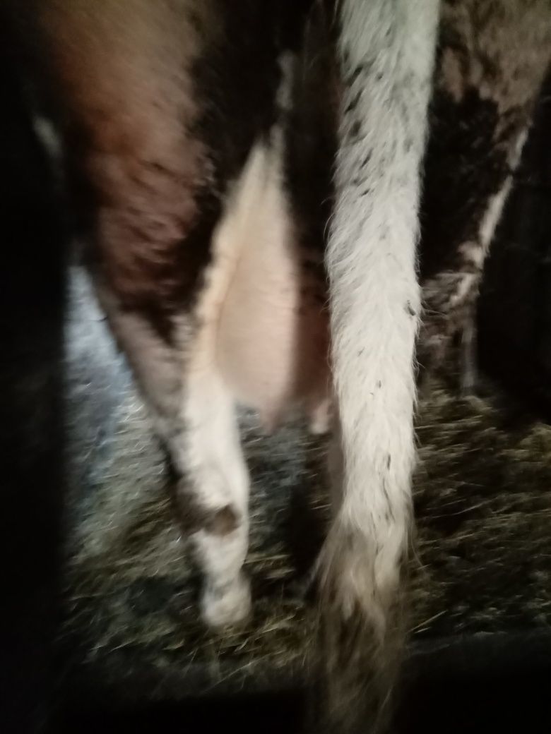 Продам добру корову