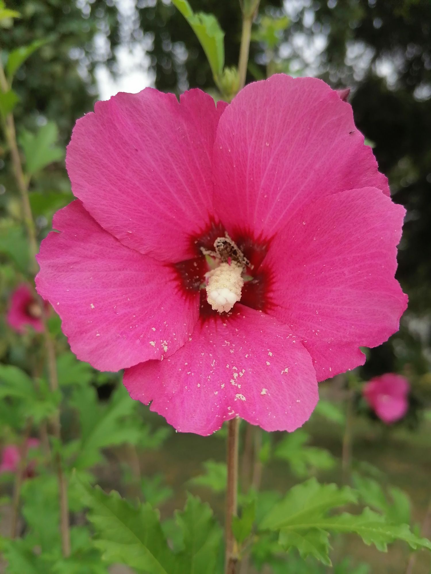 Hibiskus ketmia syryjska