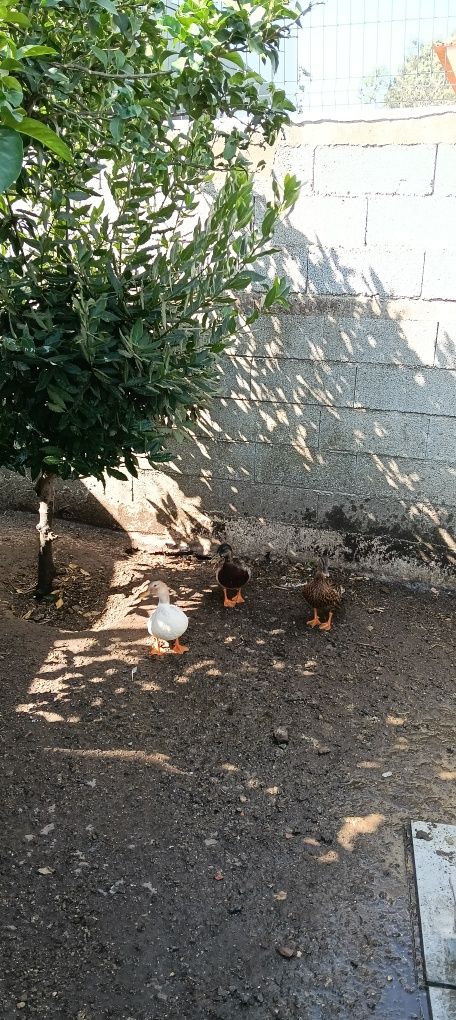 Trio de pato real