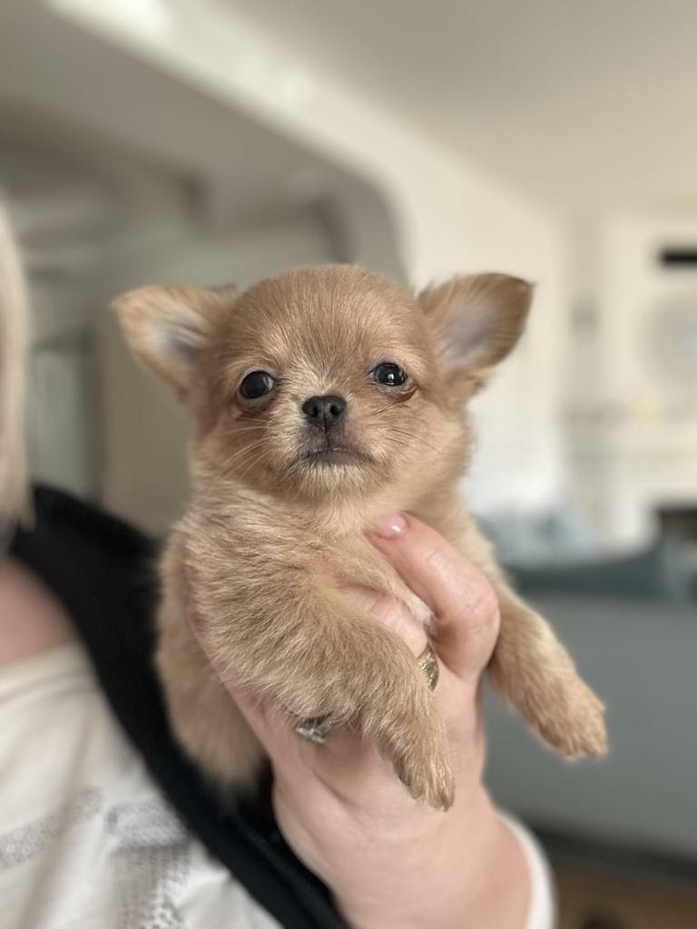 Chihuahua boy lilak merle
