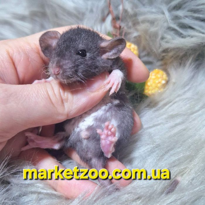 Дівчинка Дамбо Рекс – жива копія Міккі Мауса!