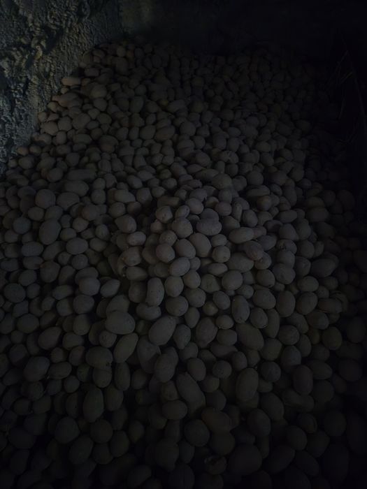 Ziemniaki paszowe  drobne czerwone