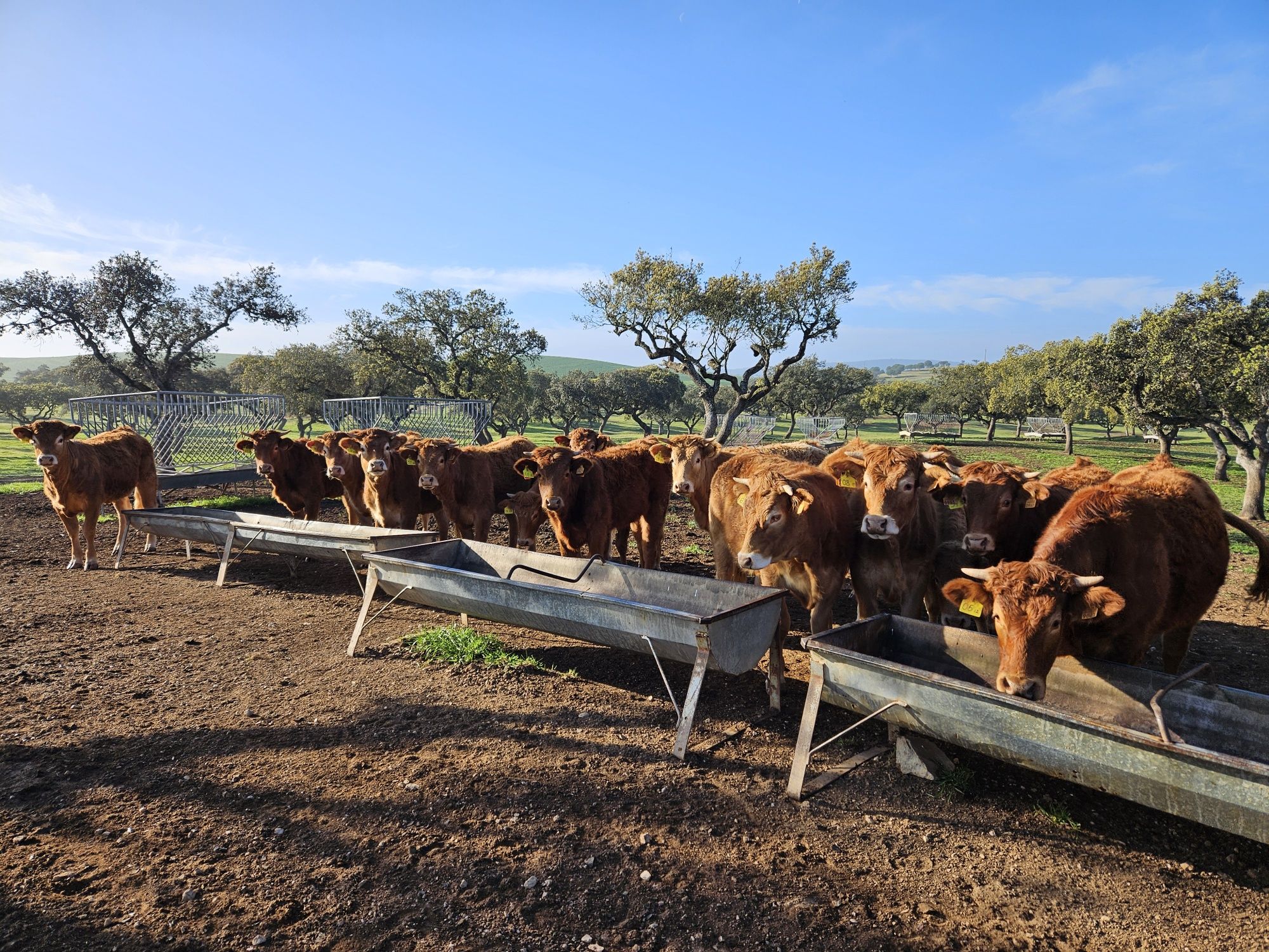 26 Vacas novilhas para venda, em produção biológica cruzado limousine