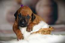 Rhodesian Ridgeback szczenię FCI