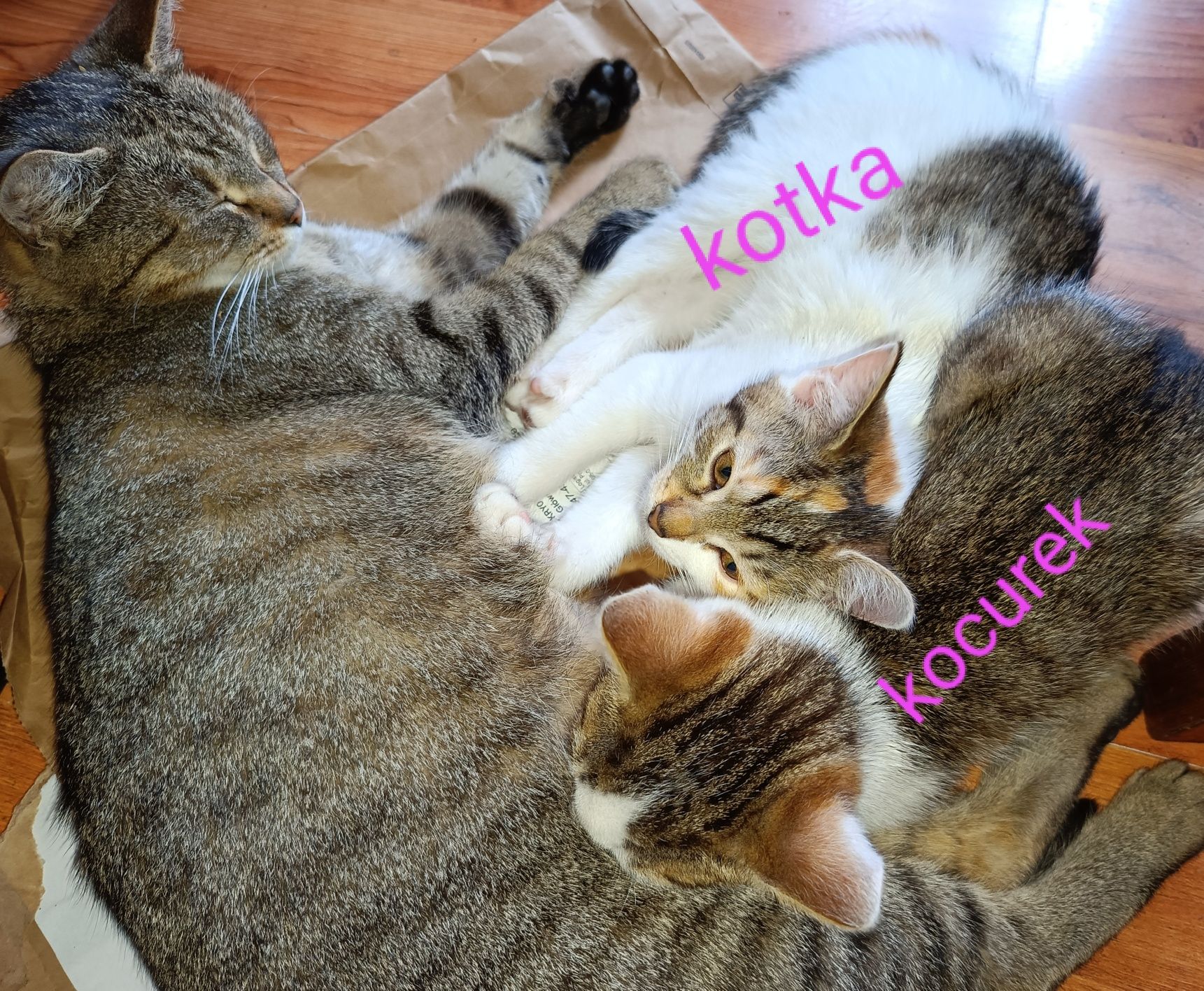 Kocurek i kotka szukają domu