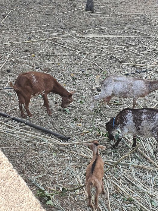 Cabritos para venda