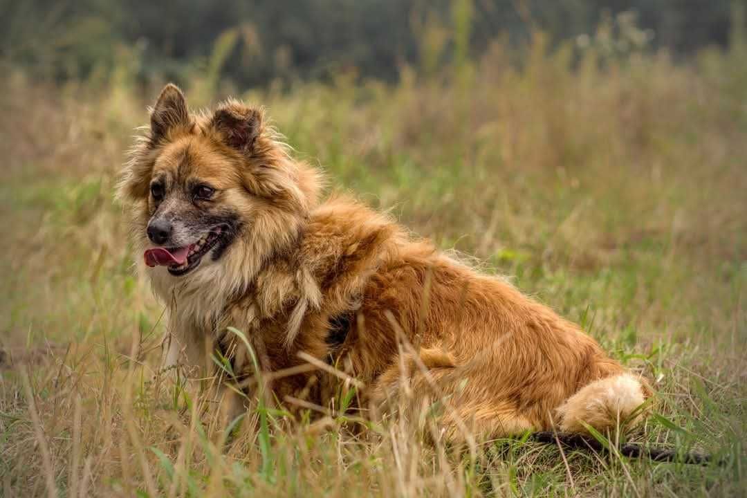 Biilbo- piękny kundelek do adopcji