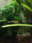 Camarões Neocaridina Wild