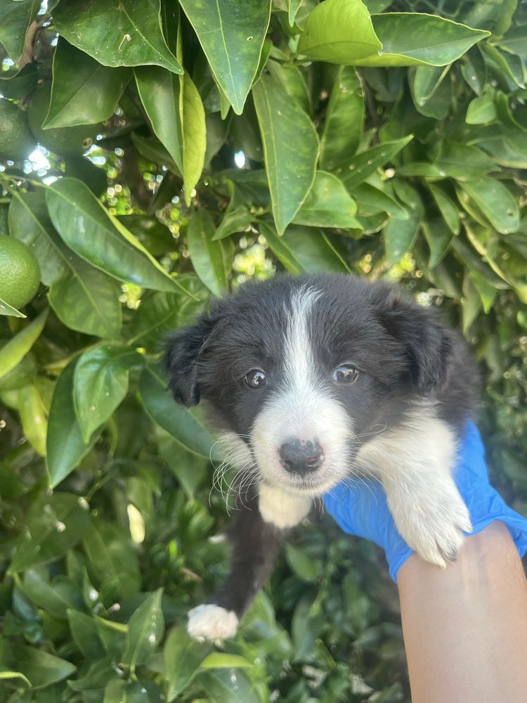 Border collie Femea