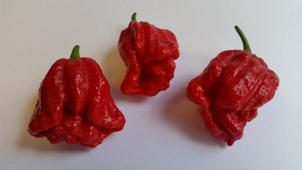 Sementes das Pimentas/Malaguetas/Piri-Piris mais picantes do mundo