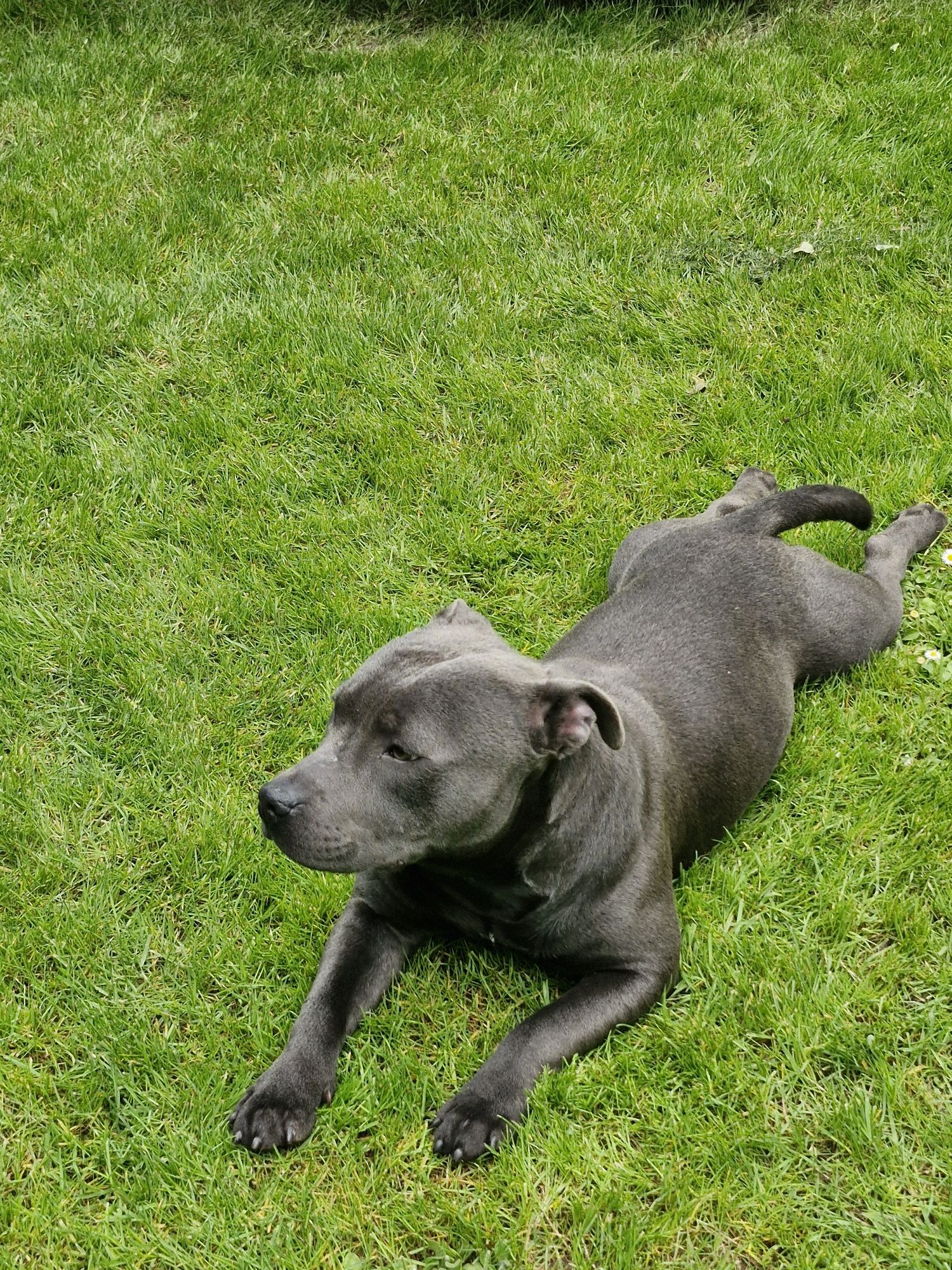 Staffordshire Bull Terrier Blue