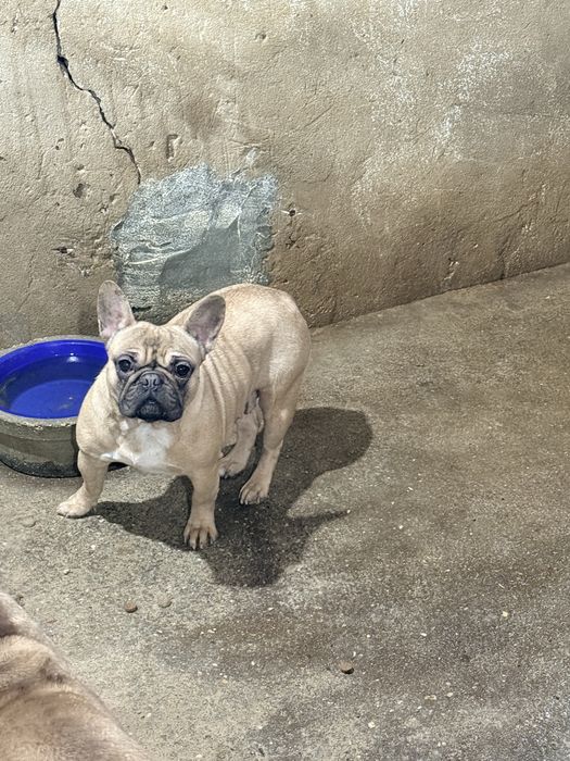 Buldogue Frances Femea