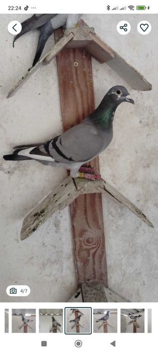 Pombos correios reprodutores