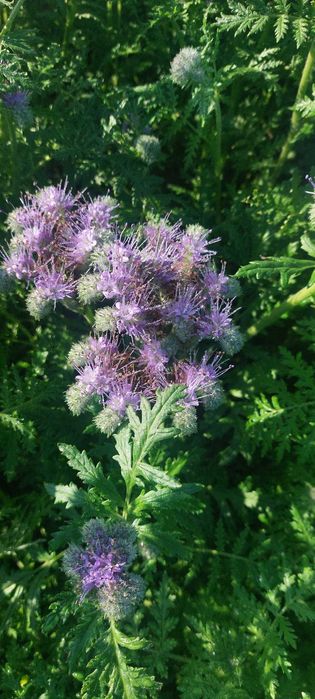 Facelia błękitna na poplon lub pożytek dla pszczół miododajna