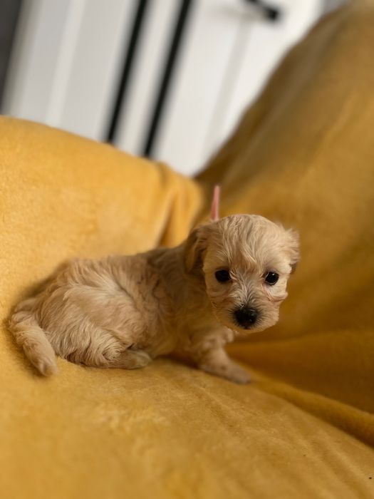 Maltipoo - hybryda maltańczyk i pudel toy