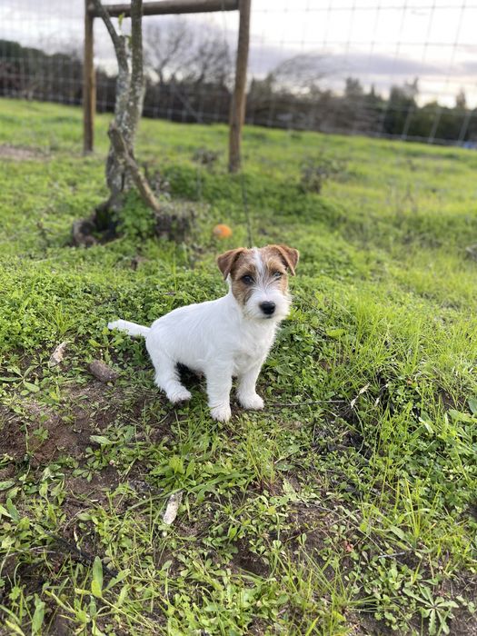 Jack Russell Terrier - Cerdoso