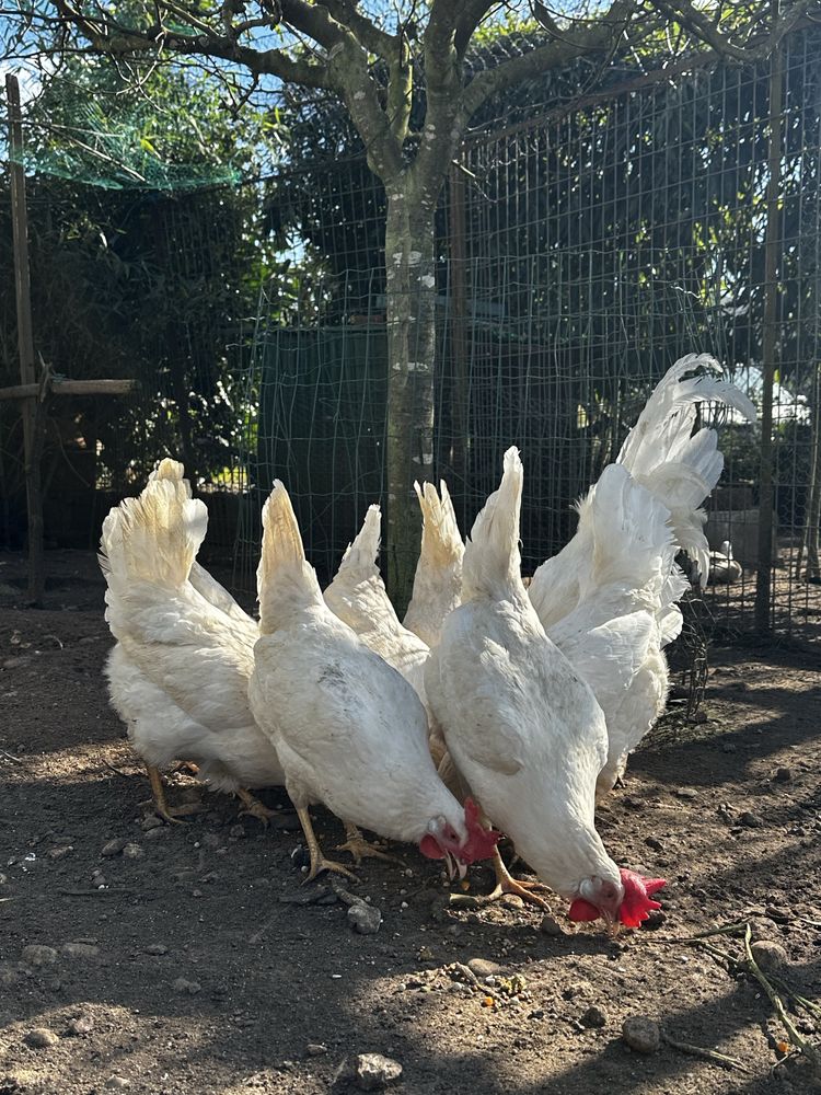 Casais leghorn branca