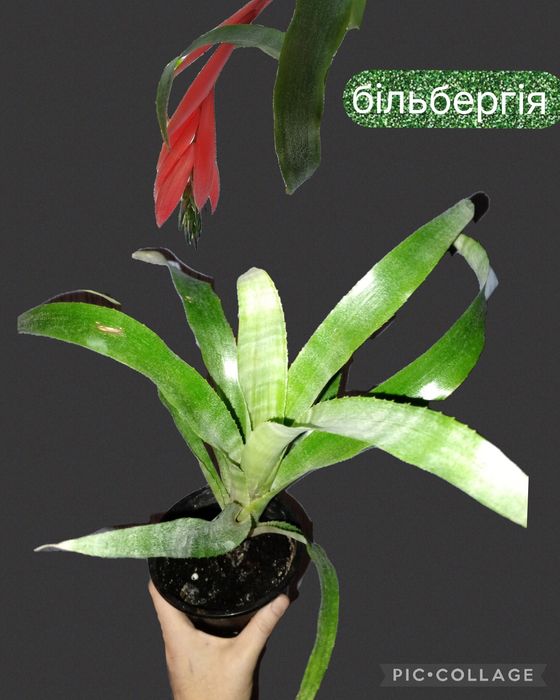 Шлюмбергера варієгатна. Епіпремнум. Ріпсалідопс