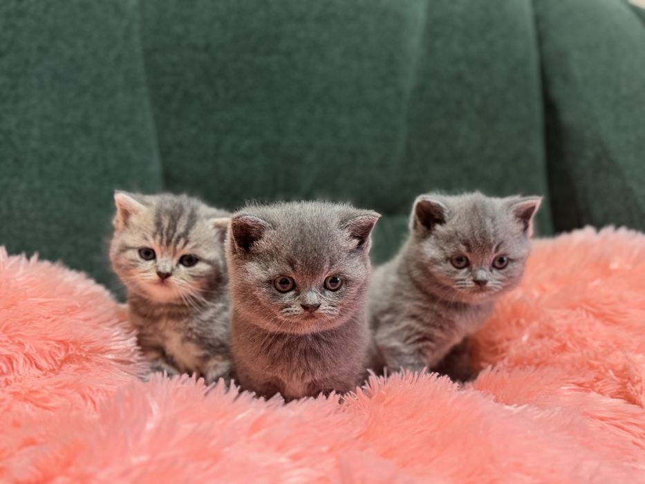 Шотландські кошенята