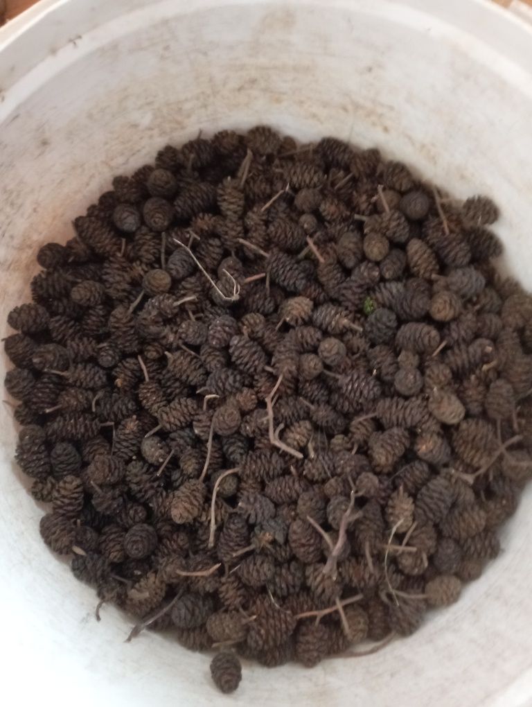 Szyszki olchy  100g-20 zł