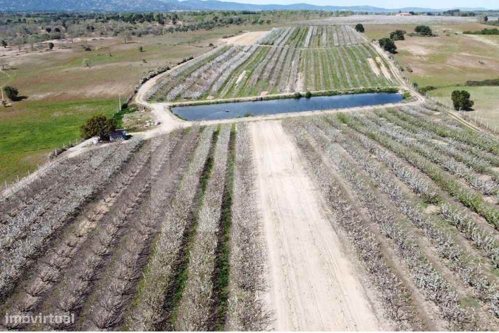 Venda Herdade Com Produção De Cerejas E Pessegueiros