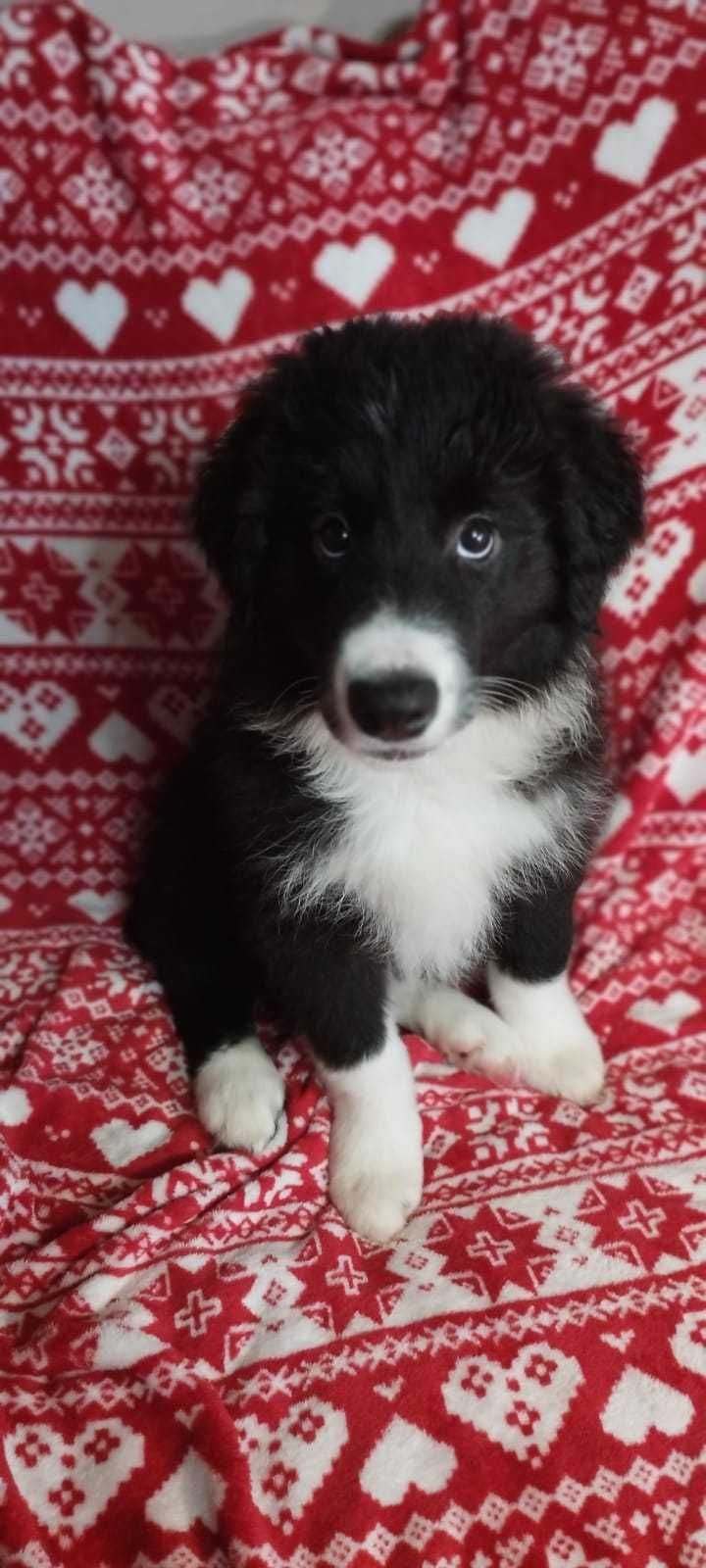 Border Collie piękny piesek czarno-biały