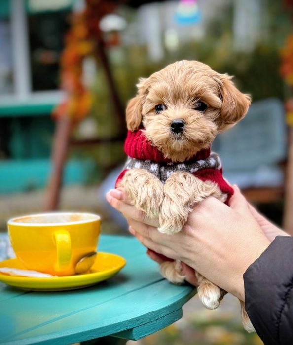 Миниатюрная девочка Мальтипу