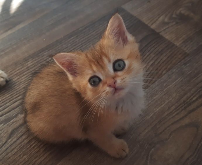 Хлопчик золота шиншила