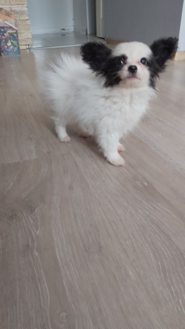 Papillon gotowy do odbioru