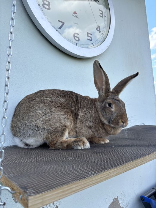 Samica 1 roczna bura