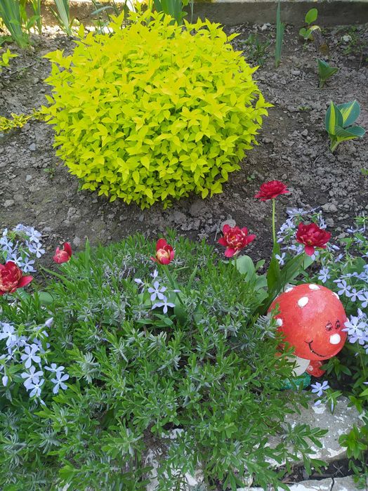 Багаторічники бересклет, барбарис, гібіскус, хости