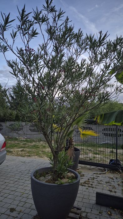Oleander duże drzewko