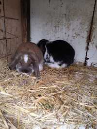 Młode króliki barany francuskie samce