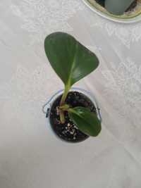 Peperomia obtusifolia