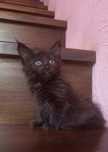 Котята породы мейн-кун.