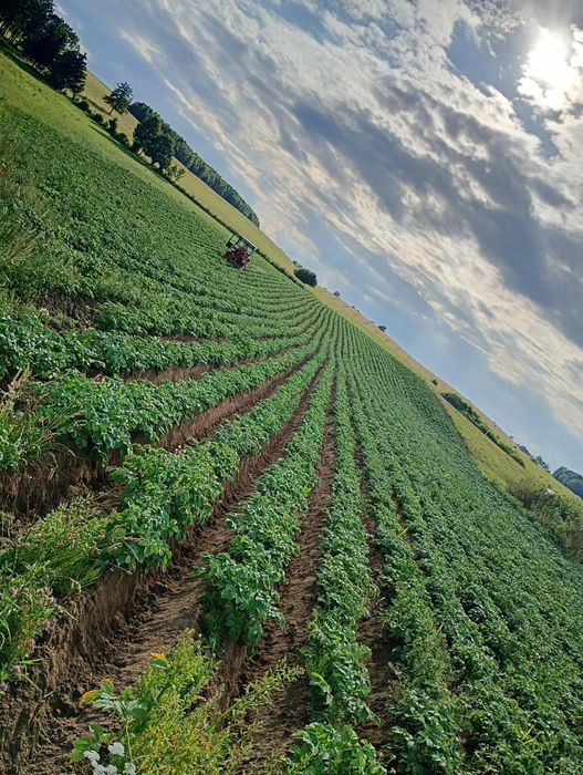 Ziemniaki paszowe odpadowe