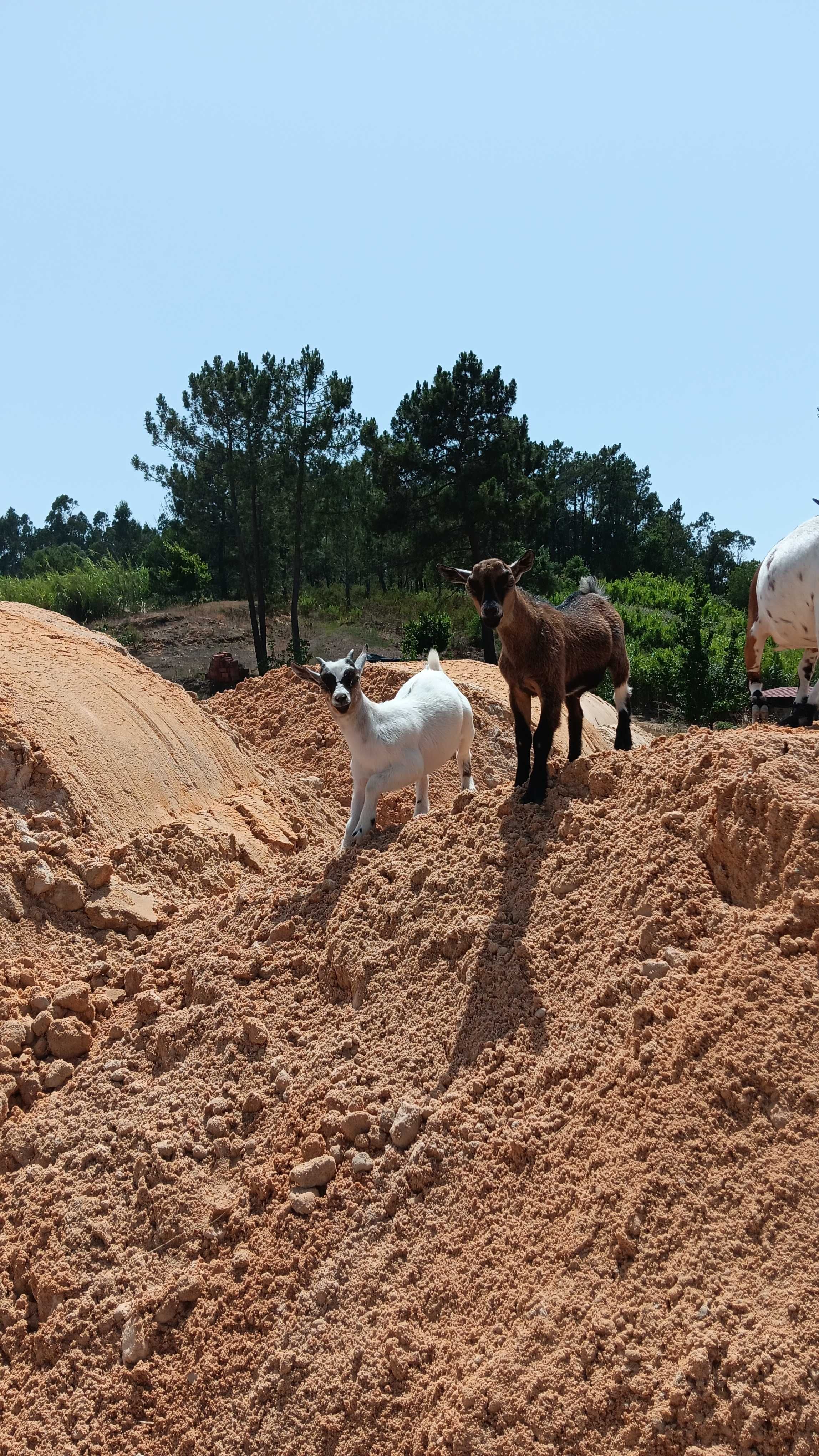 Cabras anãs 3 meses