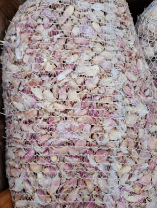 CZOSNEK, Ząbki od sadzenia