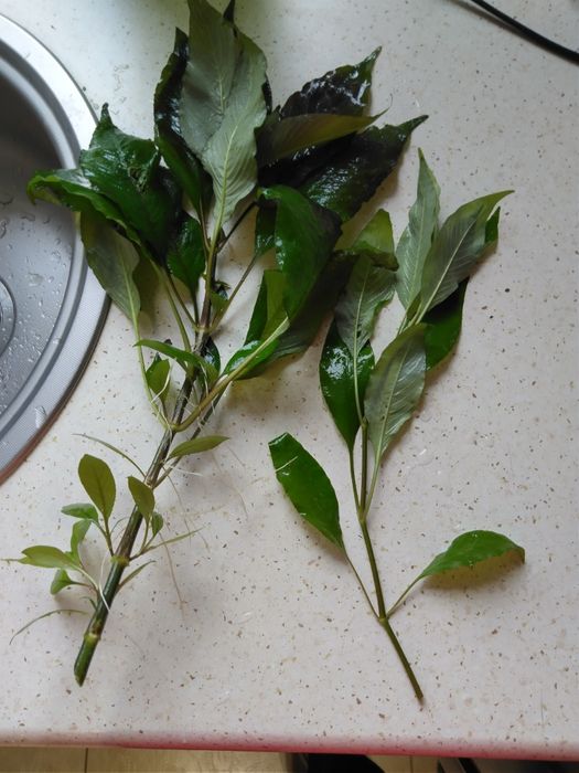 Orzech wodny - akwarium